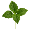 Patchouli