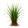 Vetiver